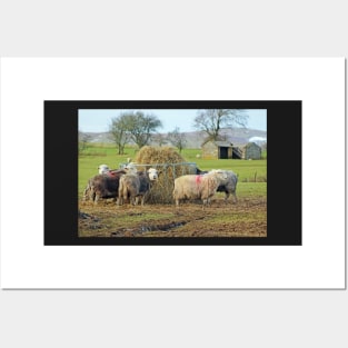 Herwick Sheep having their lunch... Posters and Art